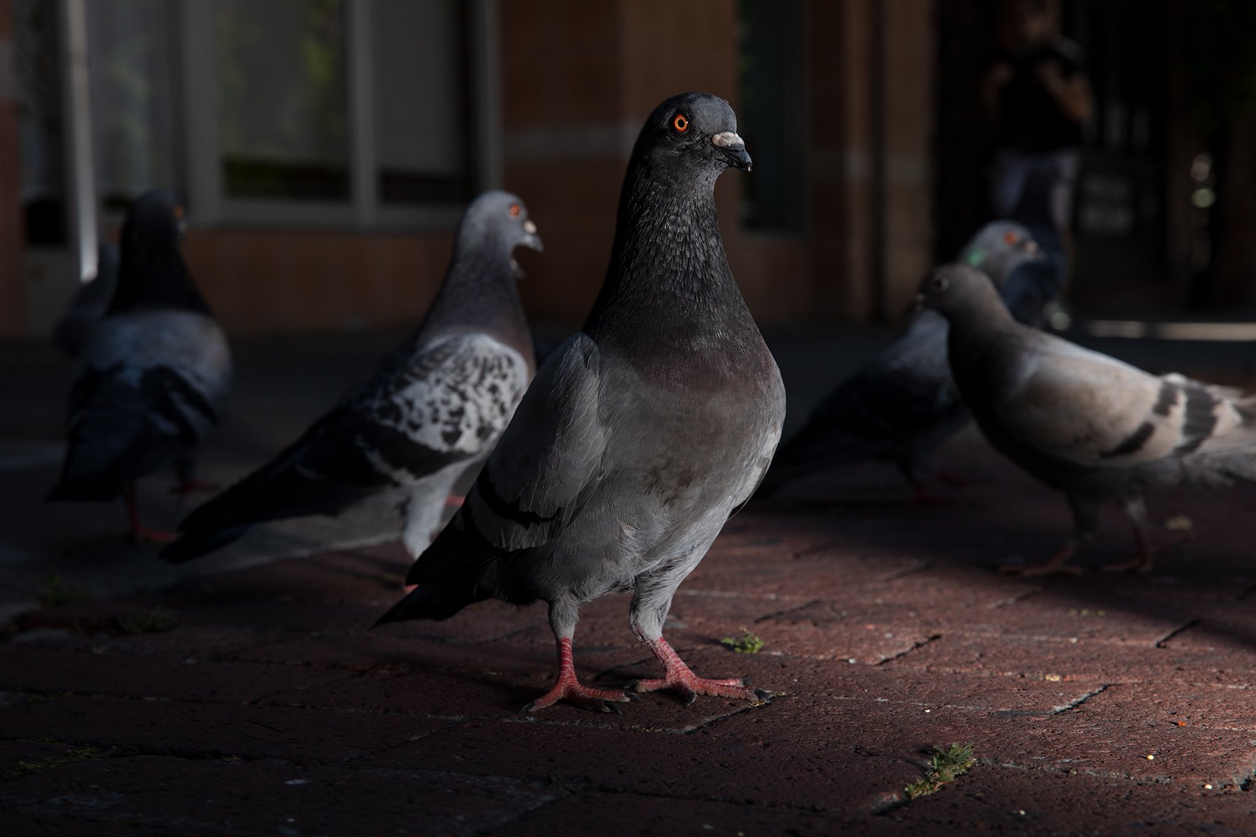 Pigeons- Downtown Berkeley. 2020