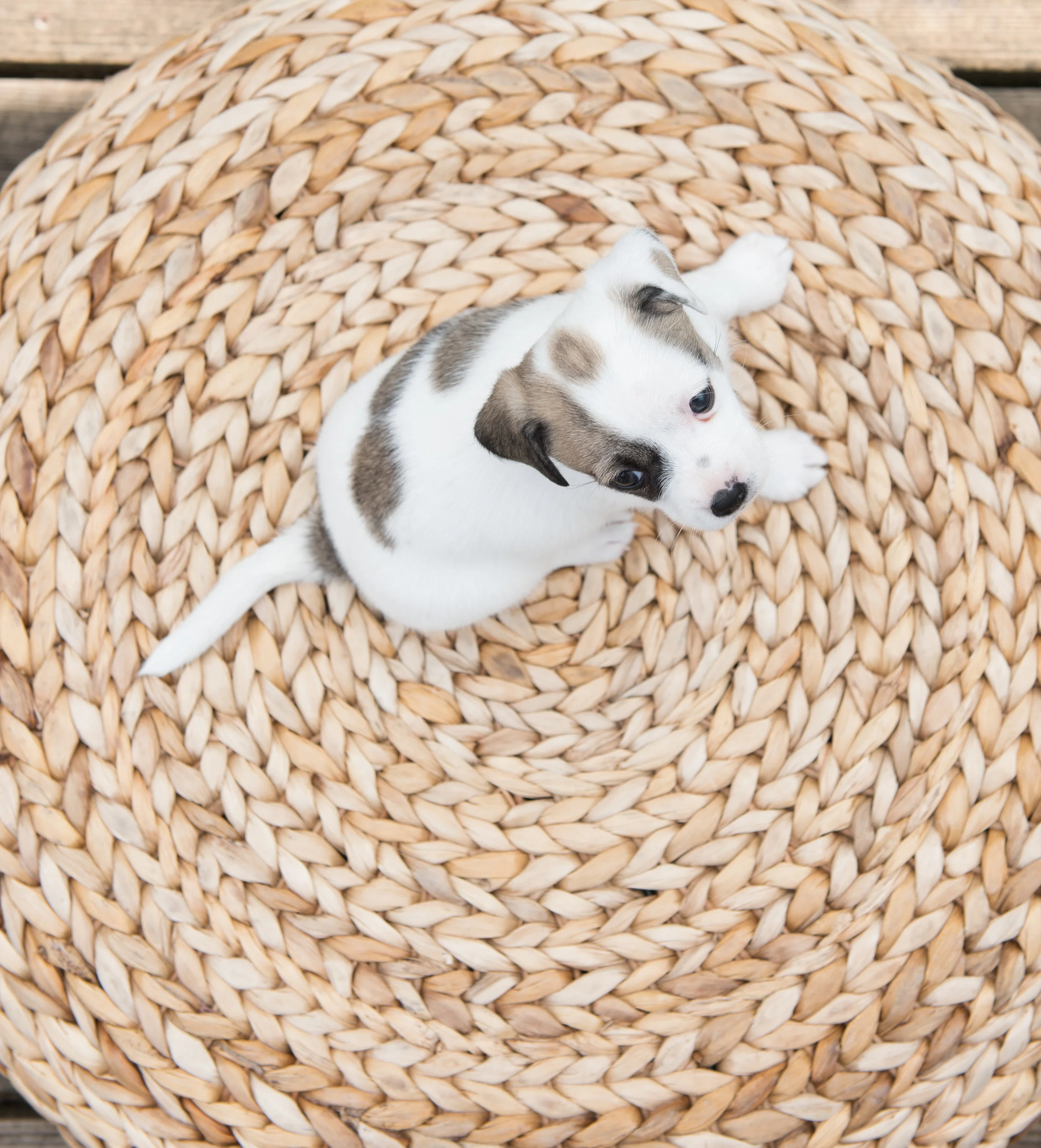 puppyroundandround.jpg