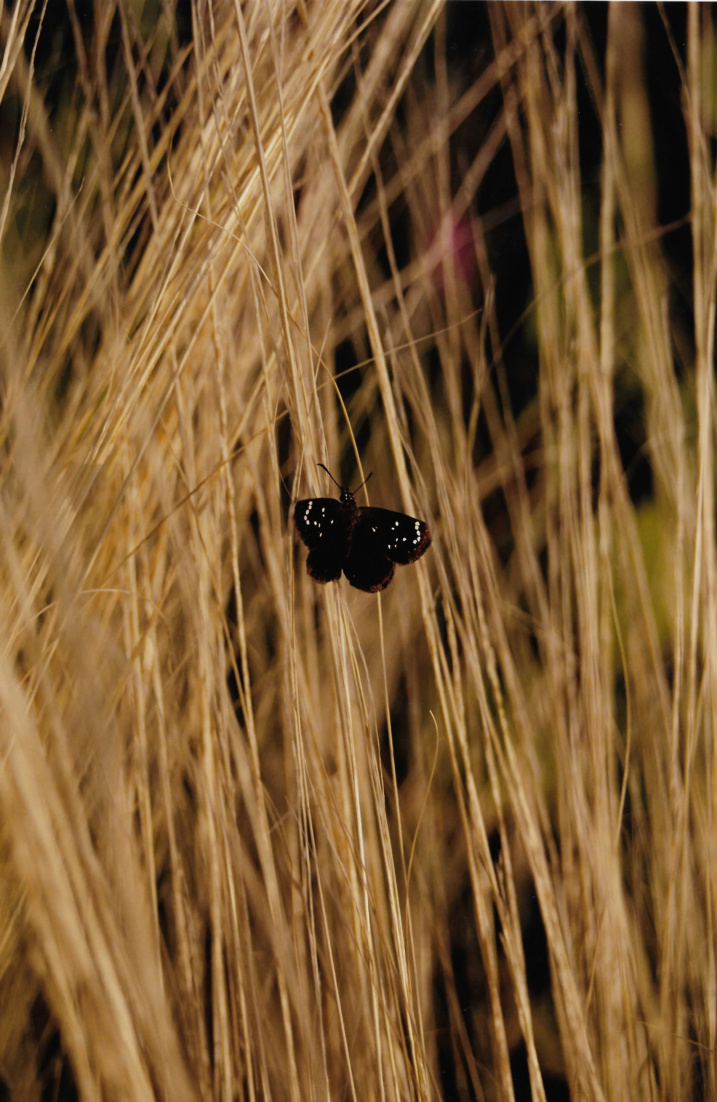 008b-Pholisora_catalus_JoshuaTreeNP_CA.jpg