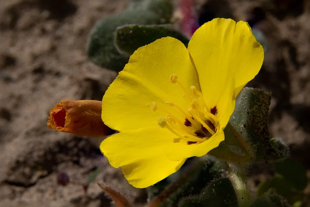 Beach_Evening_Primrose_18Mar2021.jpg