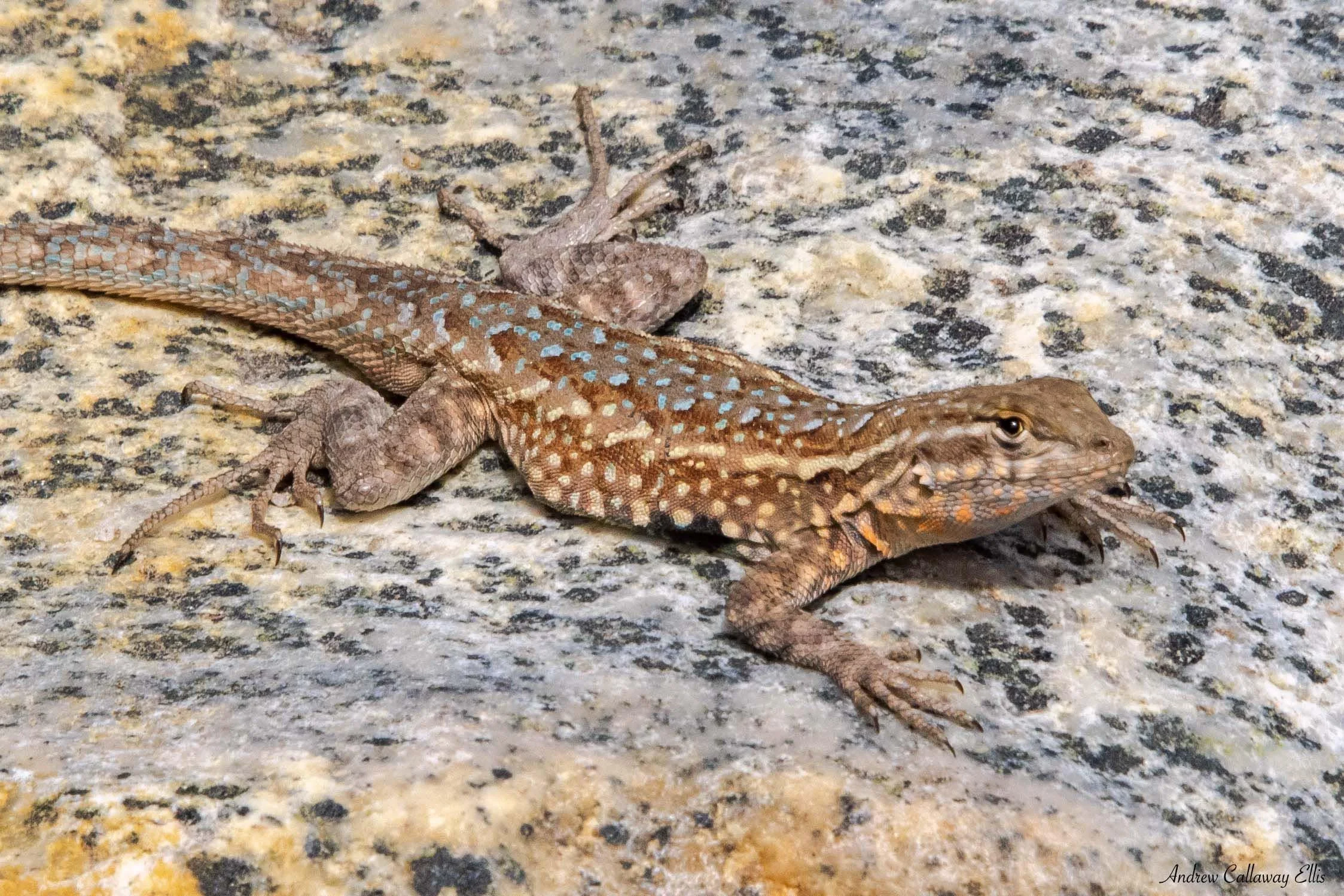 Western Side-Blotch Lizard