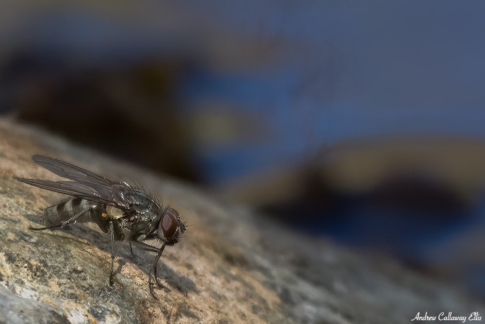 Fly_12Jun2021-7048.jpg