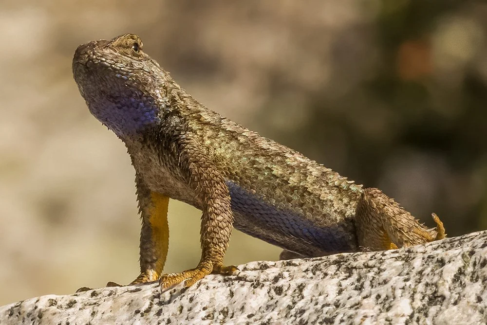 Sagebrush Lizard (Scleoporus gracious) 
