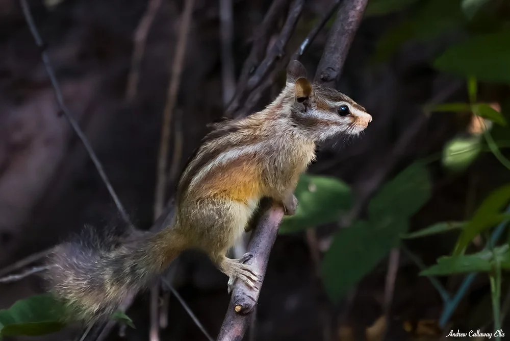 Merriam's Chipmunk