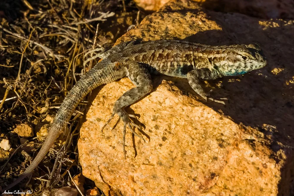 Western Side-blotched Lizard