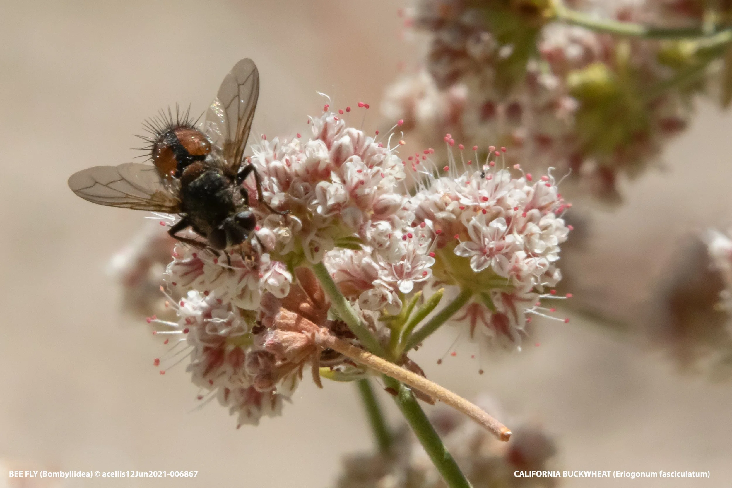 Bombyliidae-Eriogonum_12Jun2021.jpg