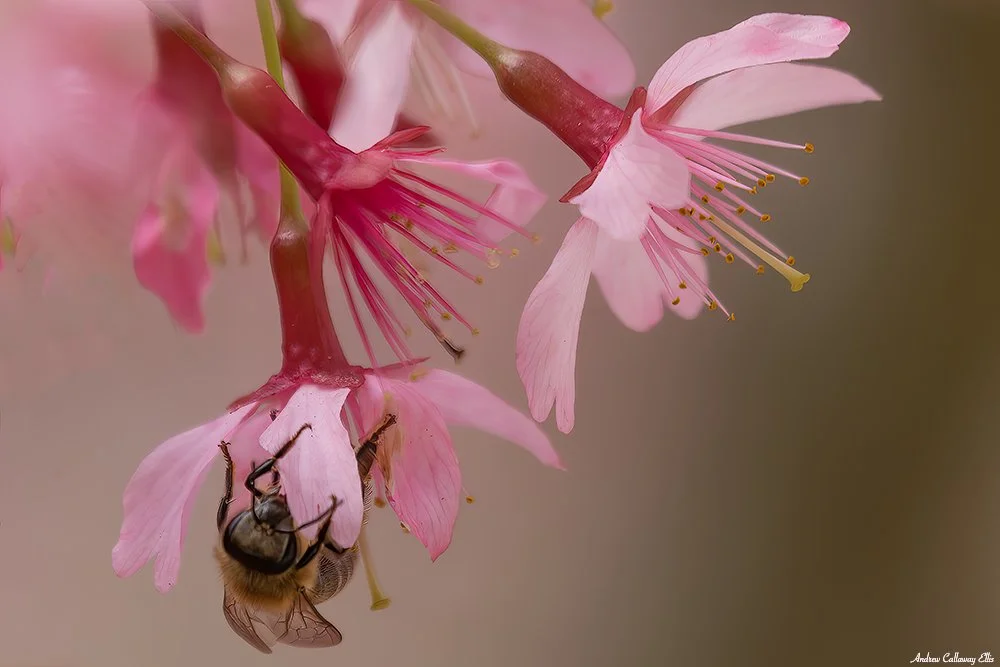 Apis-mellifera_06Mar2023-2665.jpg