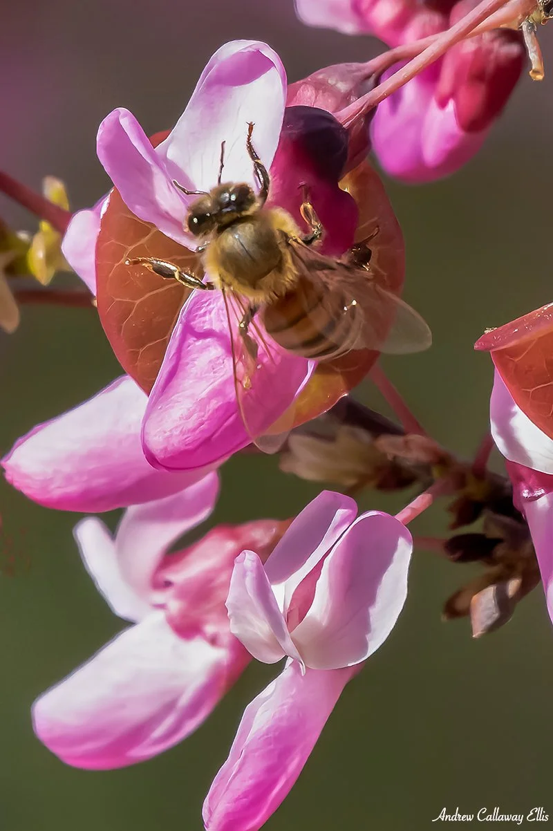 Apis mellifera-Fabacea-4420.jpg