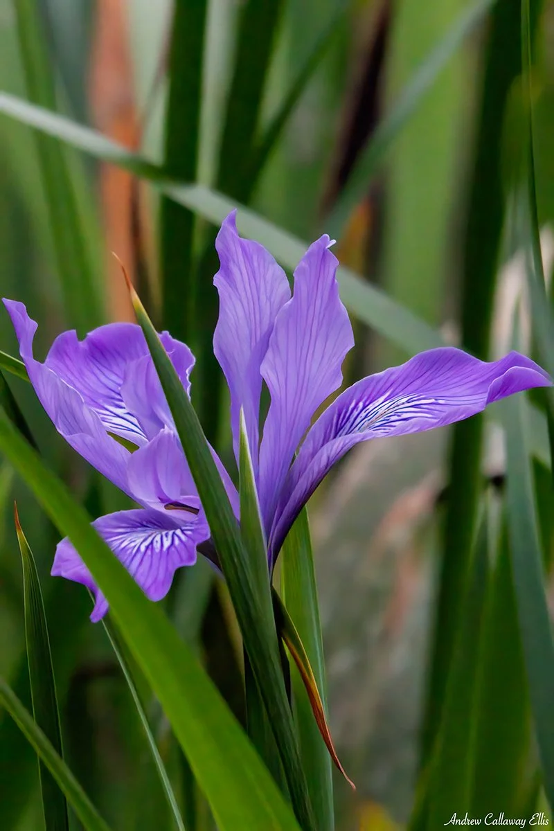 LA-ChapterMtg-Iris-4884.jpg