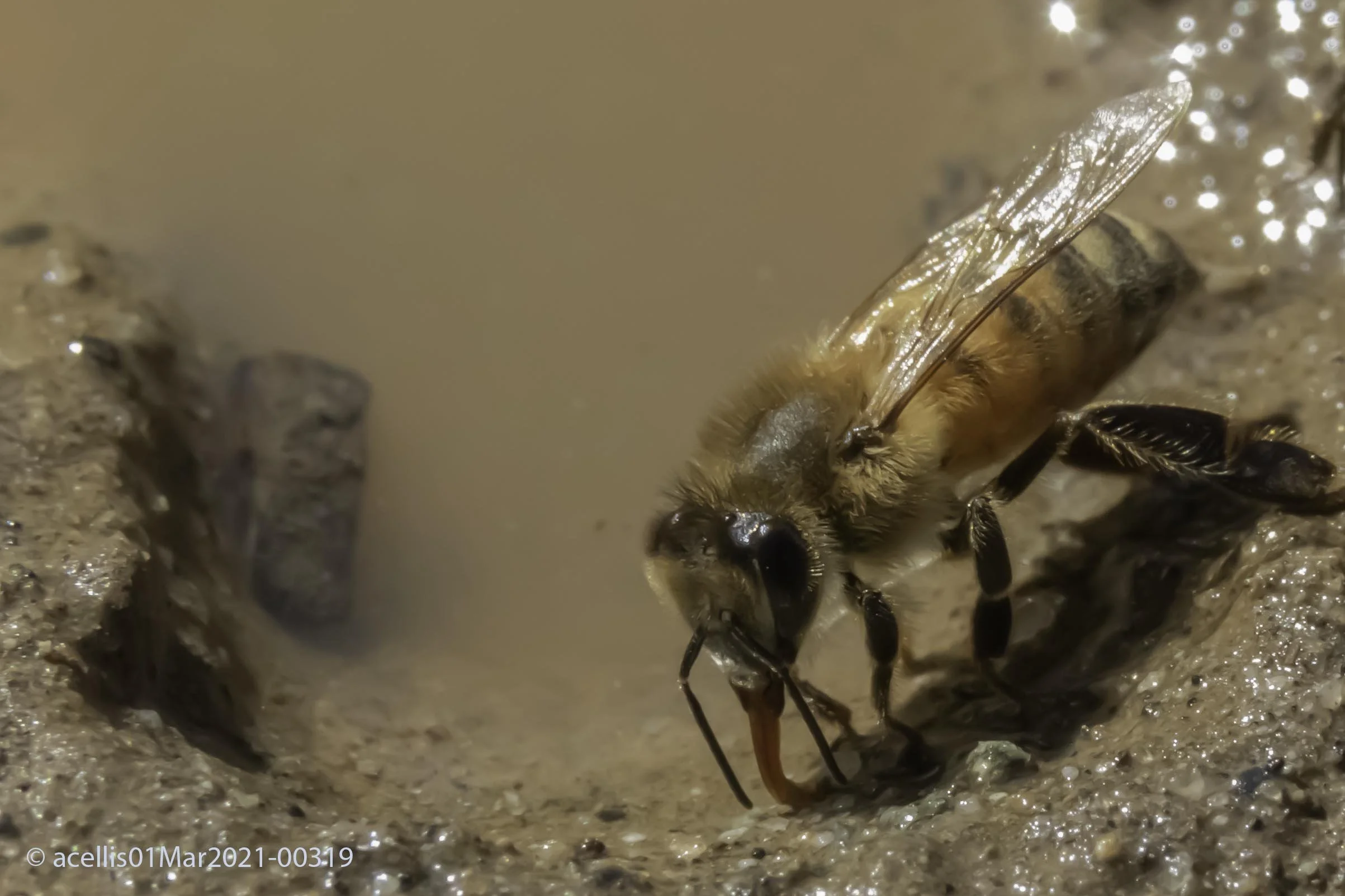 Apis-mellifera-6.jpg