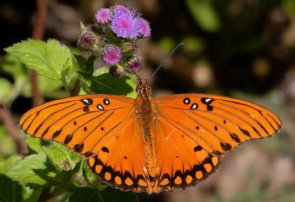 Gulf Fritillary-8645_02Oc2023.jpg
