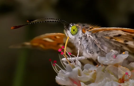 Callippe-Fritillary-2-(Speyeria callippe)_09Aug2023-7422.jpg