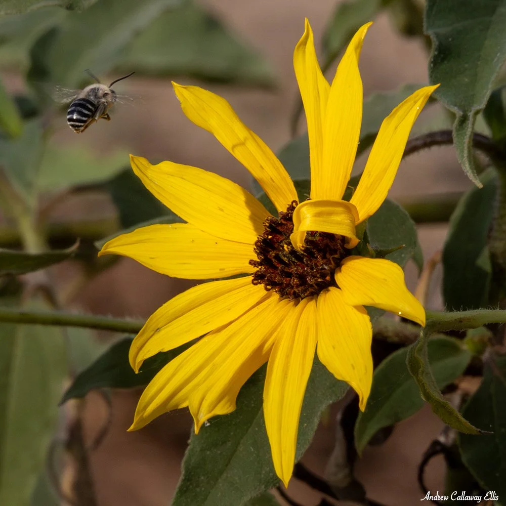CARPENTER BEE (Xylophone sp.) 