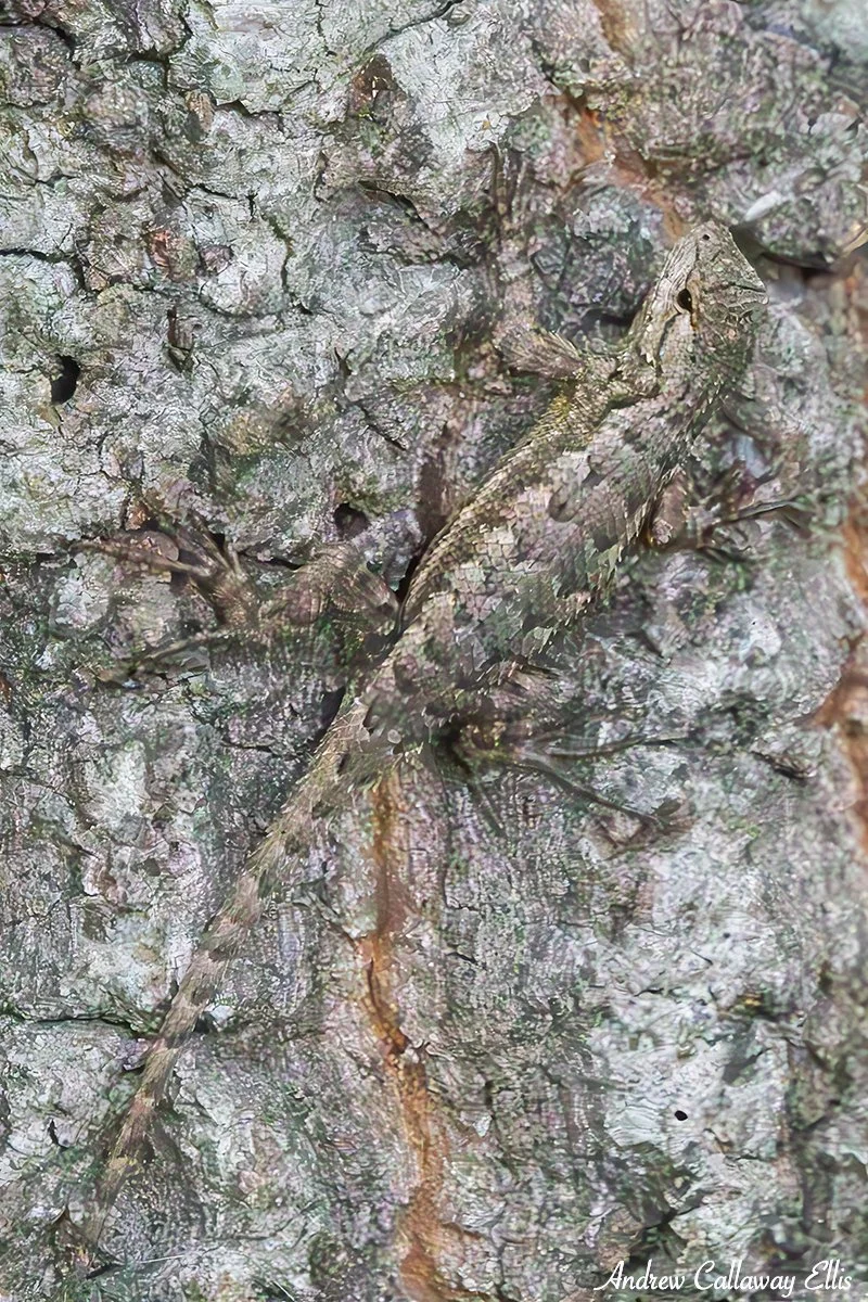 WESTERN FENCE LIZARD