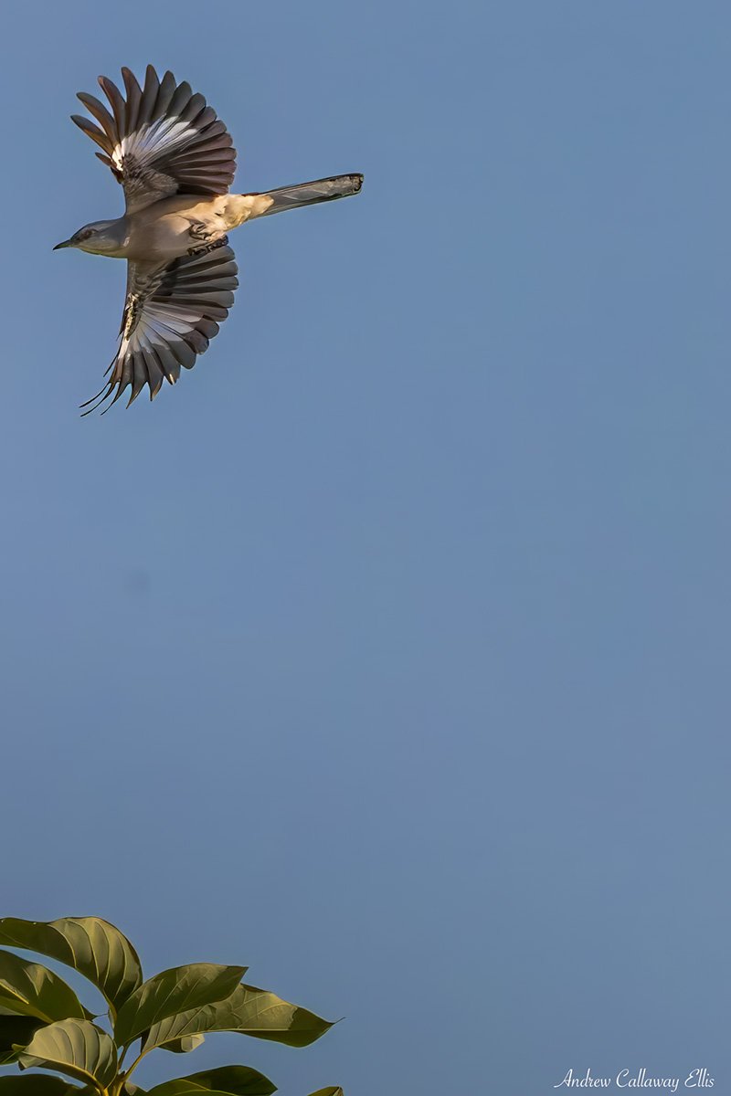 Northern Mockingbird