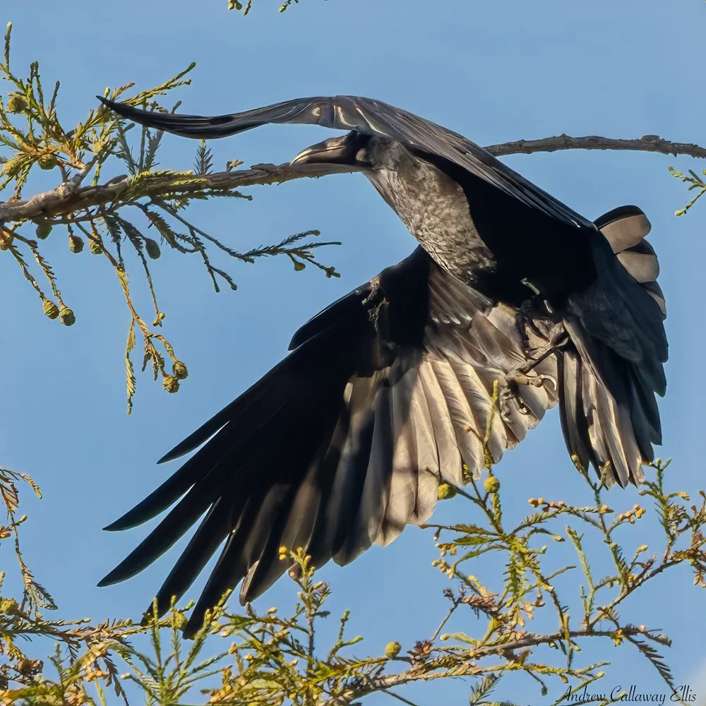 Raven-7010_18Nov2025.jpg