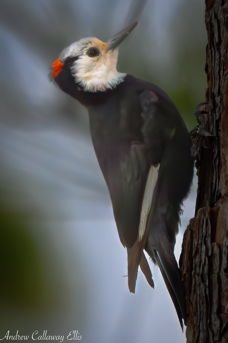 White-headed Woodpecker-9048_10Apr2026.jpg
