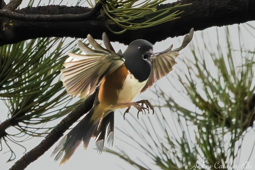 Spotted Towhee-9260_12Apr2026.jpg