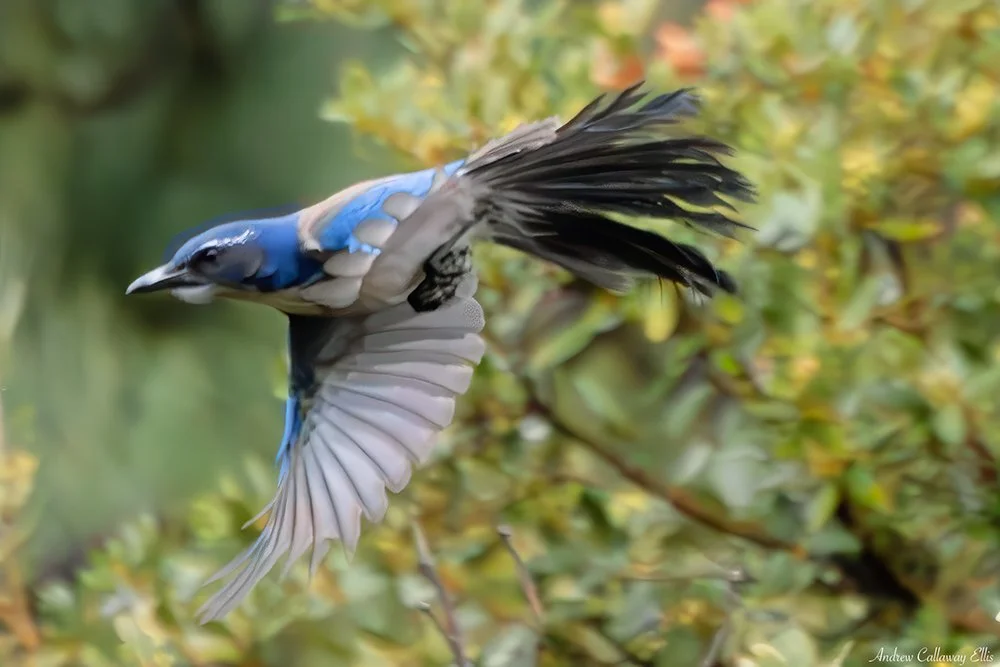 Scrub Jay-9243_12Apr2026.jpg
