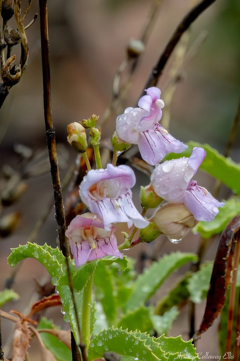 Penstemon-spectabilis-9322_12Apr2026.jpg