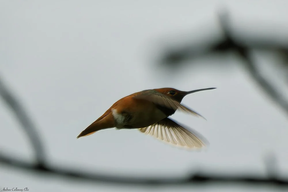 Allen's Hummingbird-9920_CBG_26Apr2026.jpg