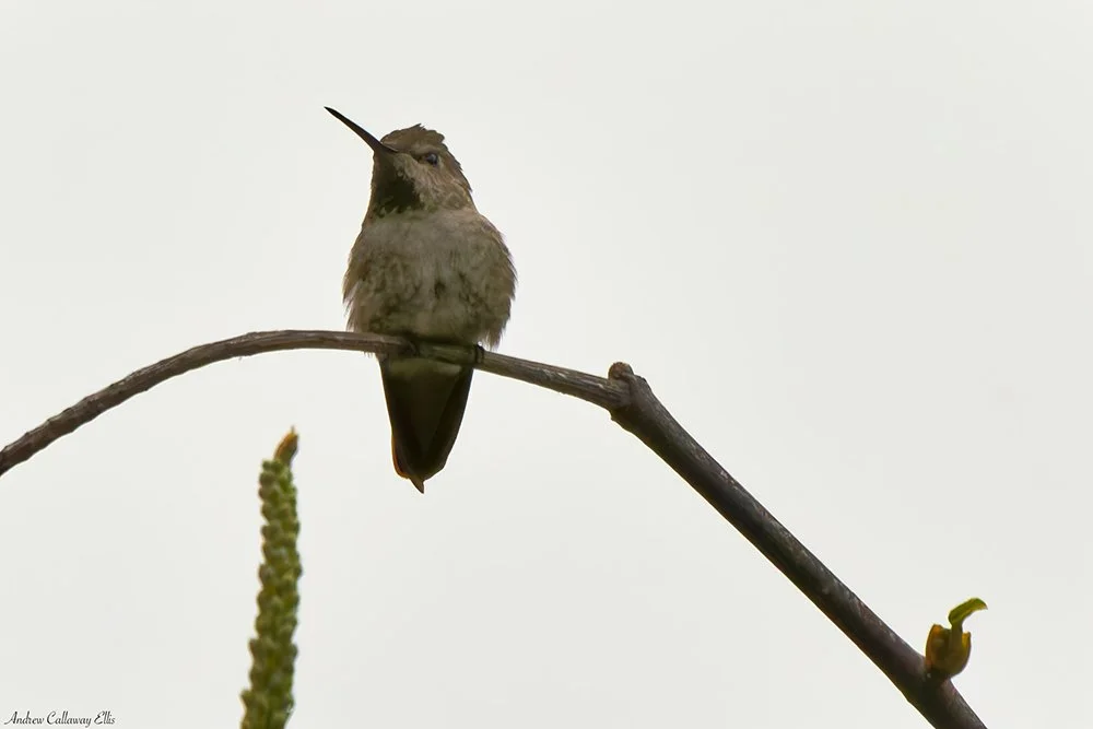 Allen's Hummingbird-9963_CBG_26Apr2026.jpg