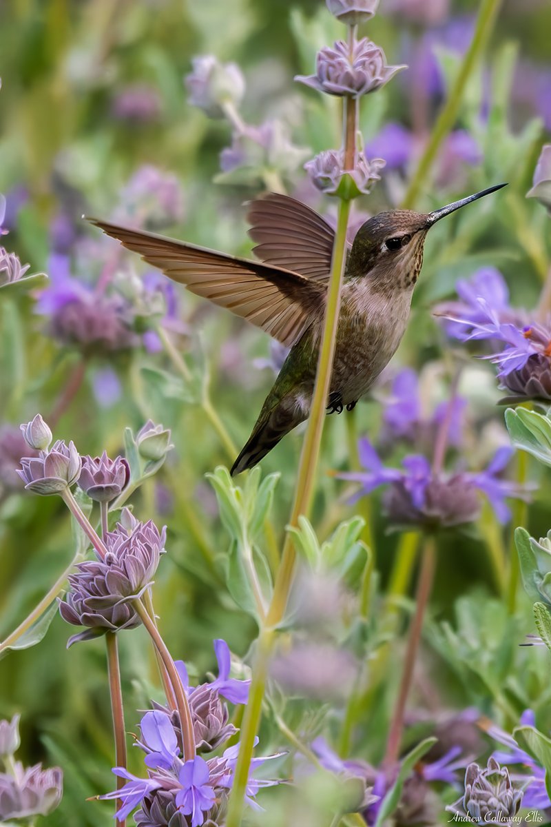 Anna's Hummingbird-9974_CBG_26Apr2026.jpg