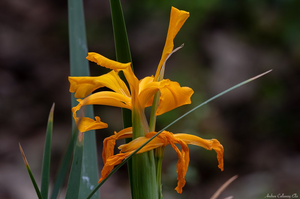 Iris-9968_CBG_26Apr2026.jpg