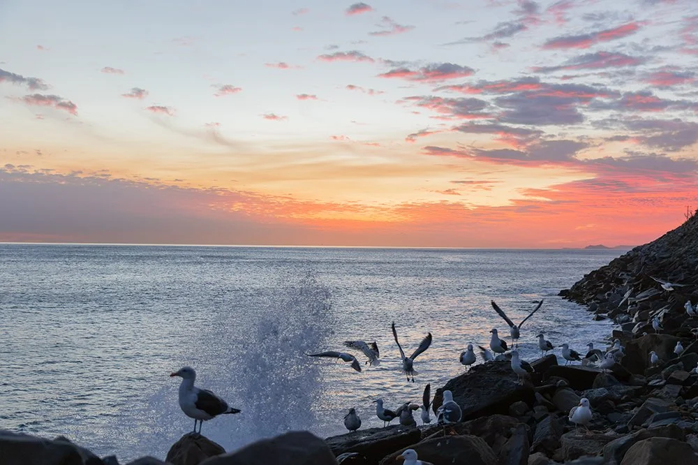 Western Gulls and Channel Islands