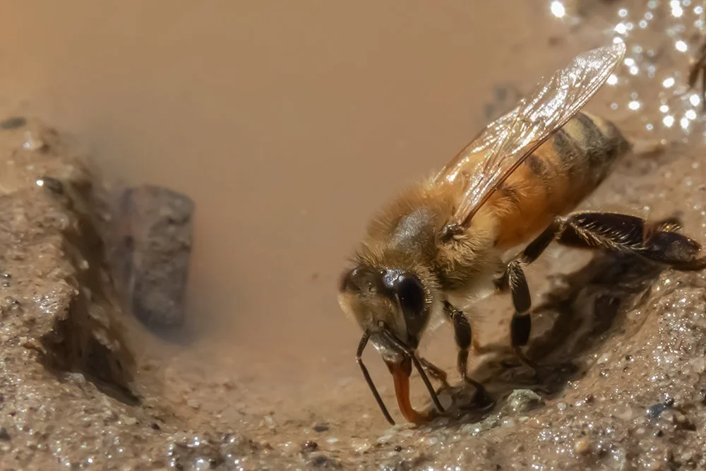 SanOnofre-Beach-Apis mellifera_21Mar2021