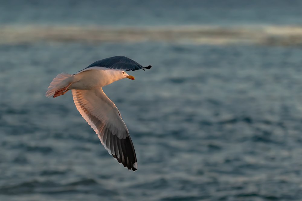 Larus-occidentalis_12Nov2020