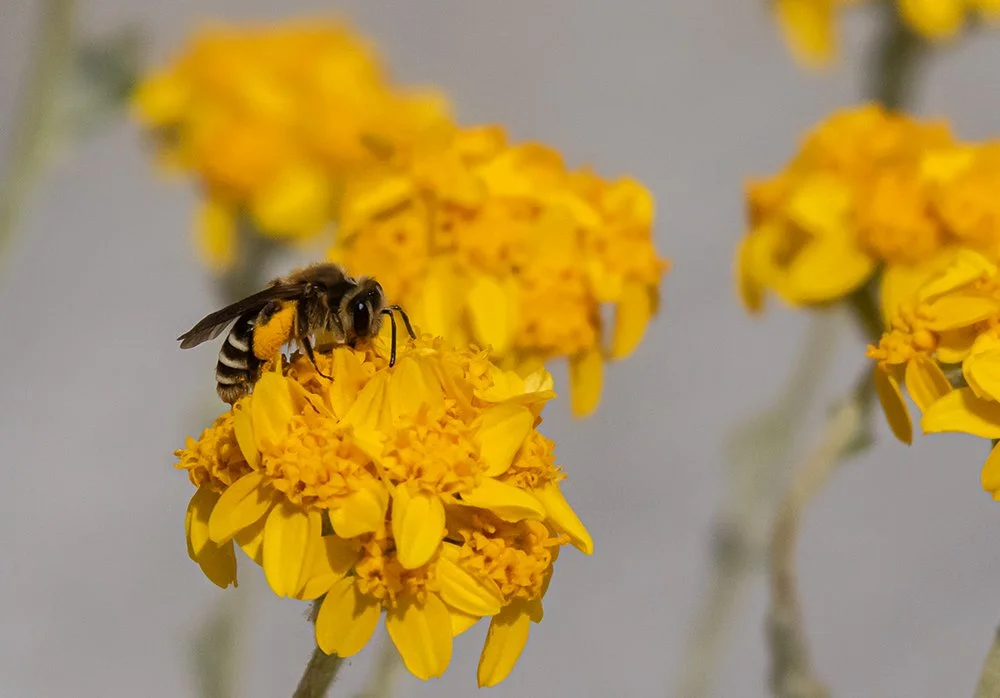 Apis-mellifera-4815_20May2021