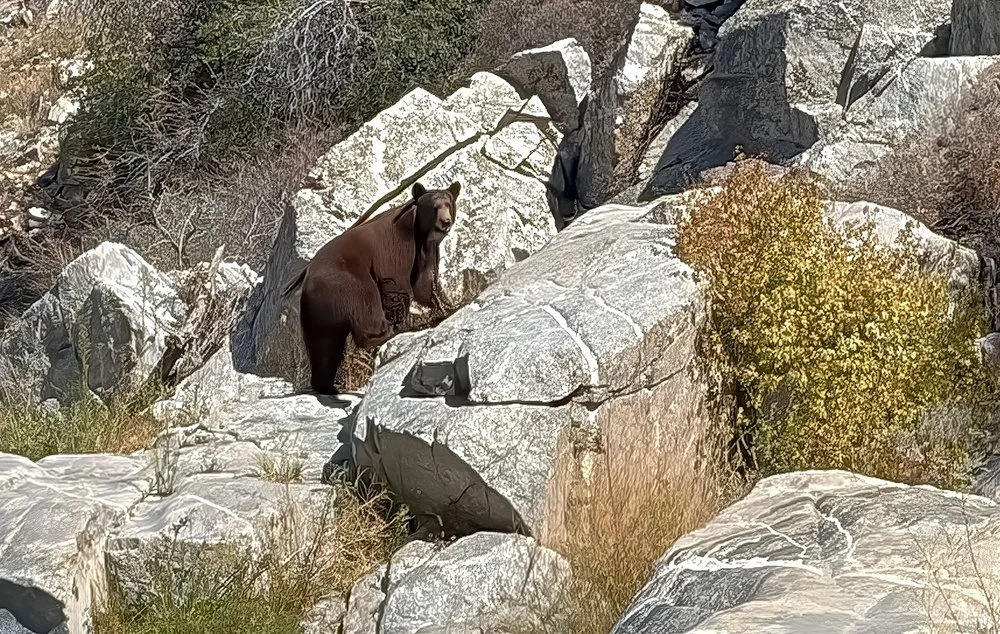 Black Bear