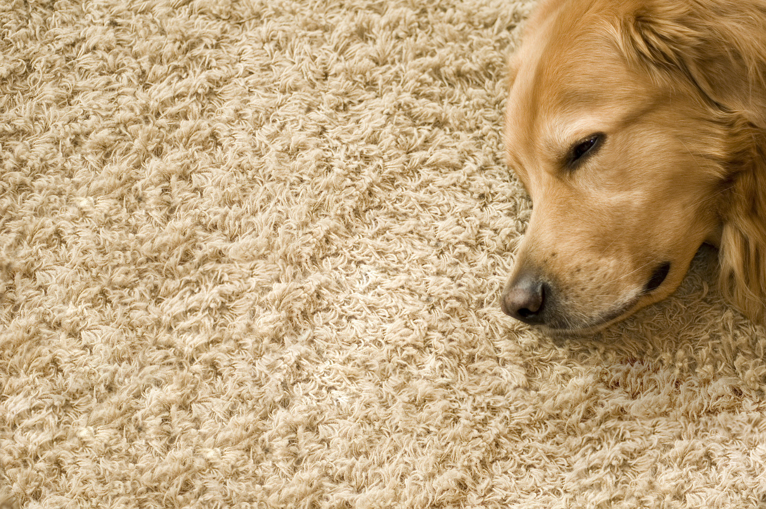 CARPET CLEANING