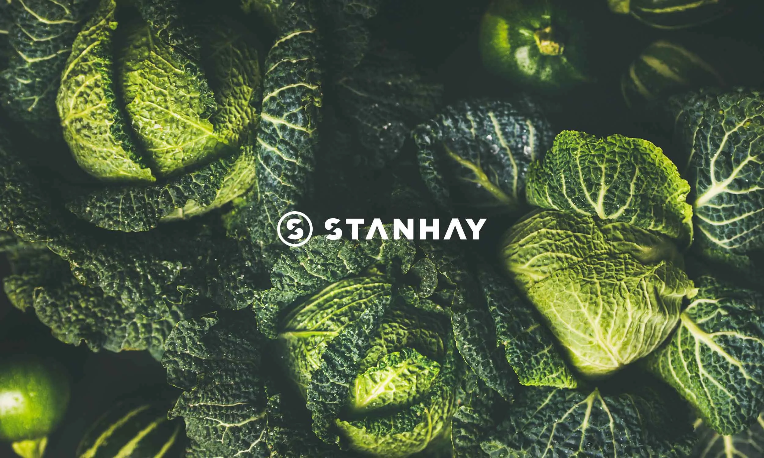 Stanhay-Brand-Identity.jpg