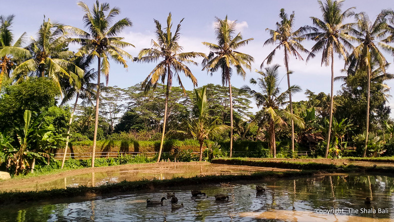 Screen Shot 2019-08-03 at 5.43.22 pm.png