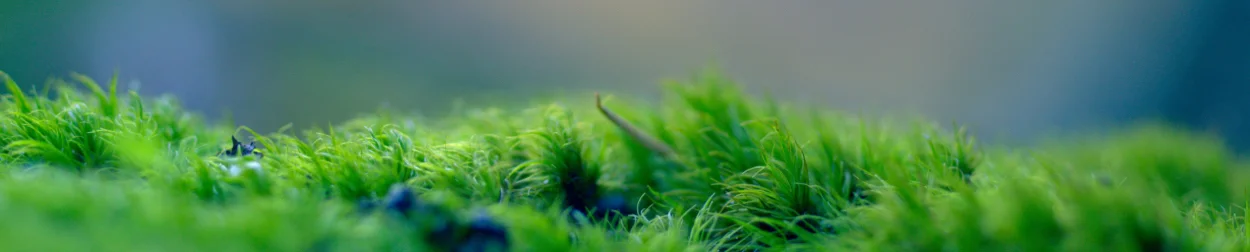 grassy grass.jpg