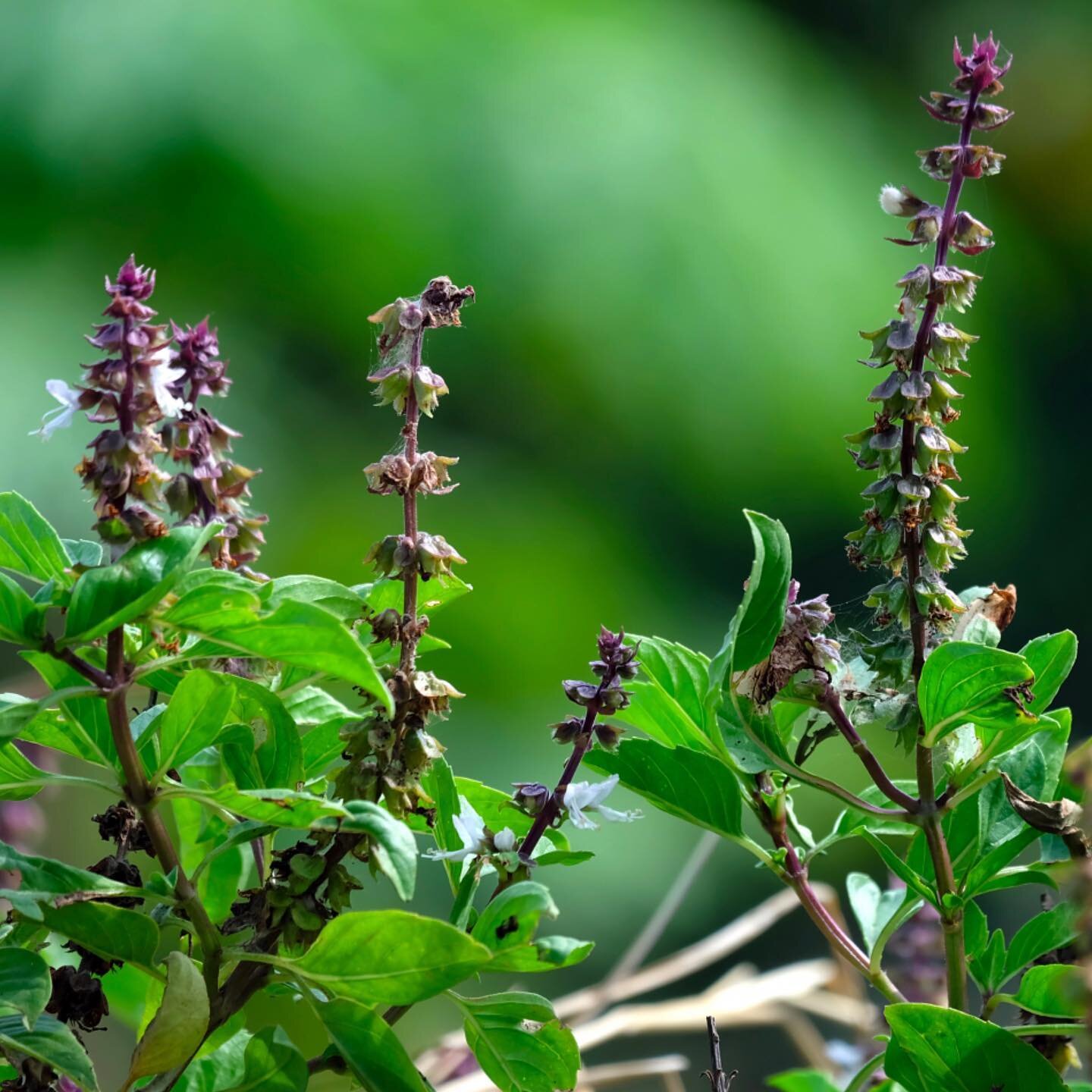 OCINUM SANCTUM [Tulsi/Holy Basil/Tenuiflorum] use as a herbal medicine has an ancient history with a vast field of action. As a homeopathic we find a remedy that not only harbours these well-known therapeutic qualities but a substance that is a catal