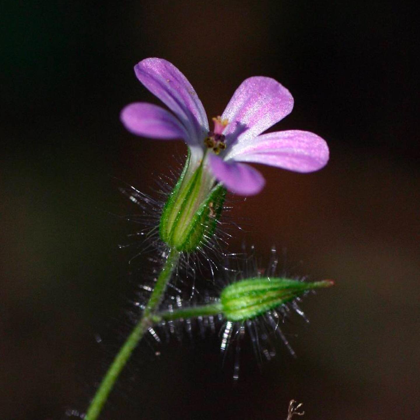 This common and unassuming species of cranesbill has a surprisingly complex picture as a homeopathic. In GERANIUM ROBERTIANUM we find a distinctly PROTECTIVE remedy for the individual whose myriad of symptoms arise from a deep sense of VULNERABILITY 