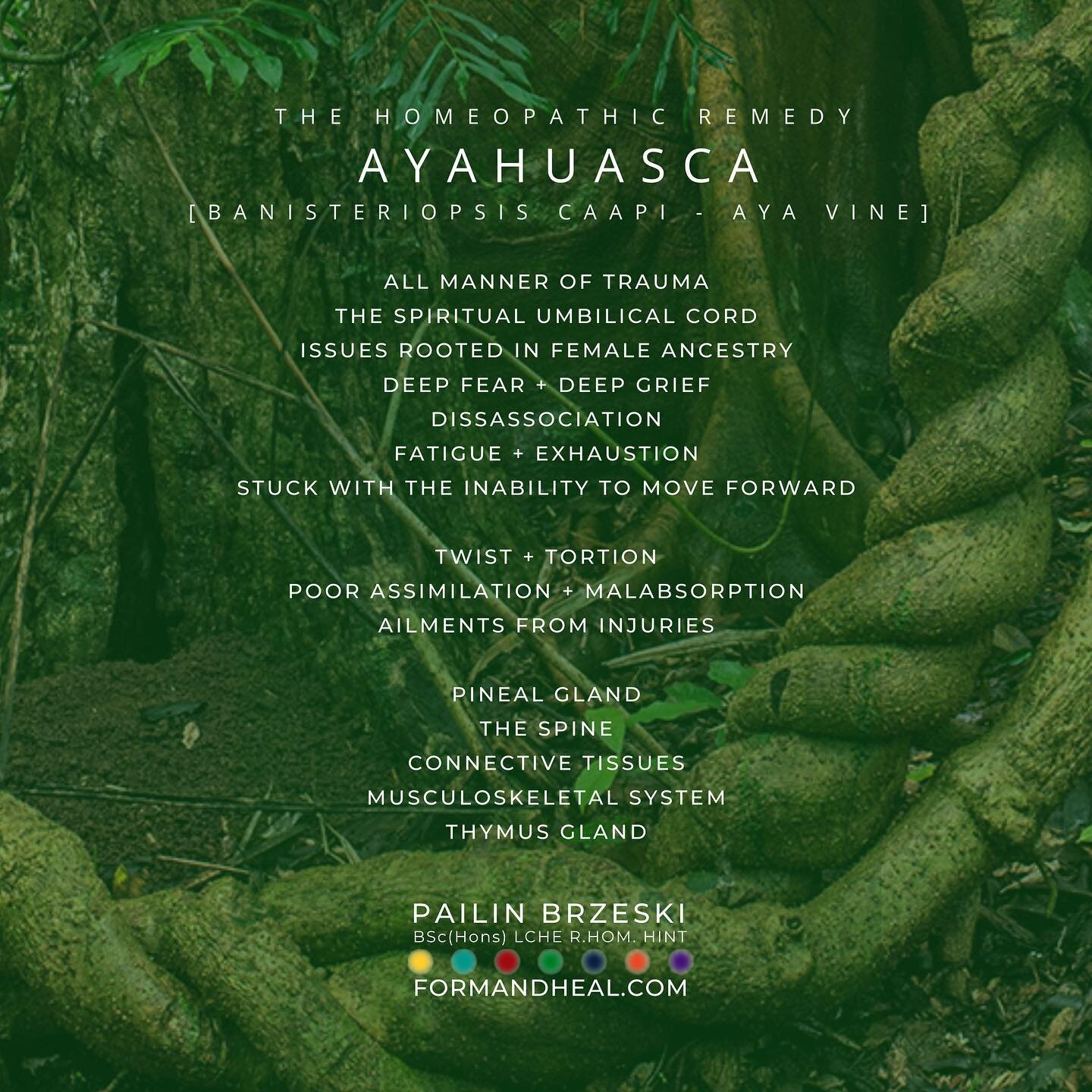The homeopathic remedy AYAHUASCA [Banisteriopsis Caapi / Aya Vine] is formative where TWIST + TORTION has established itself through the musculoskeletal patterning of the body, particularly where TRAUMA or INJURY are causative factors. AYAHUASCA take