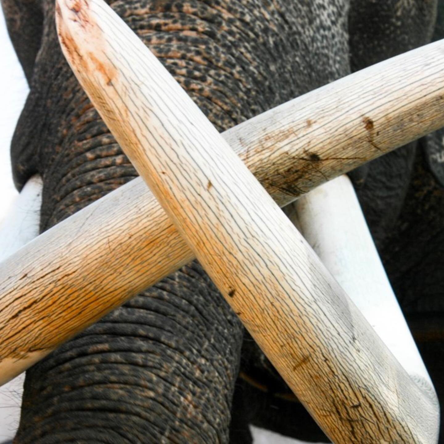 As a homeopathic remedy IVORY encompass recognisable qualities both in its tendencies towards physical, mental and emotional pathological states. Elephants are known to migrate along defined paths which they will make considered decisions on choosing