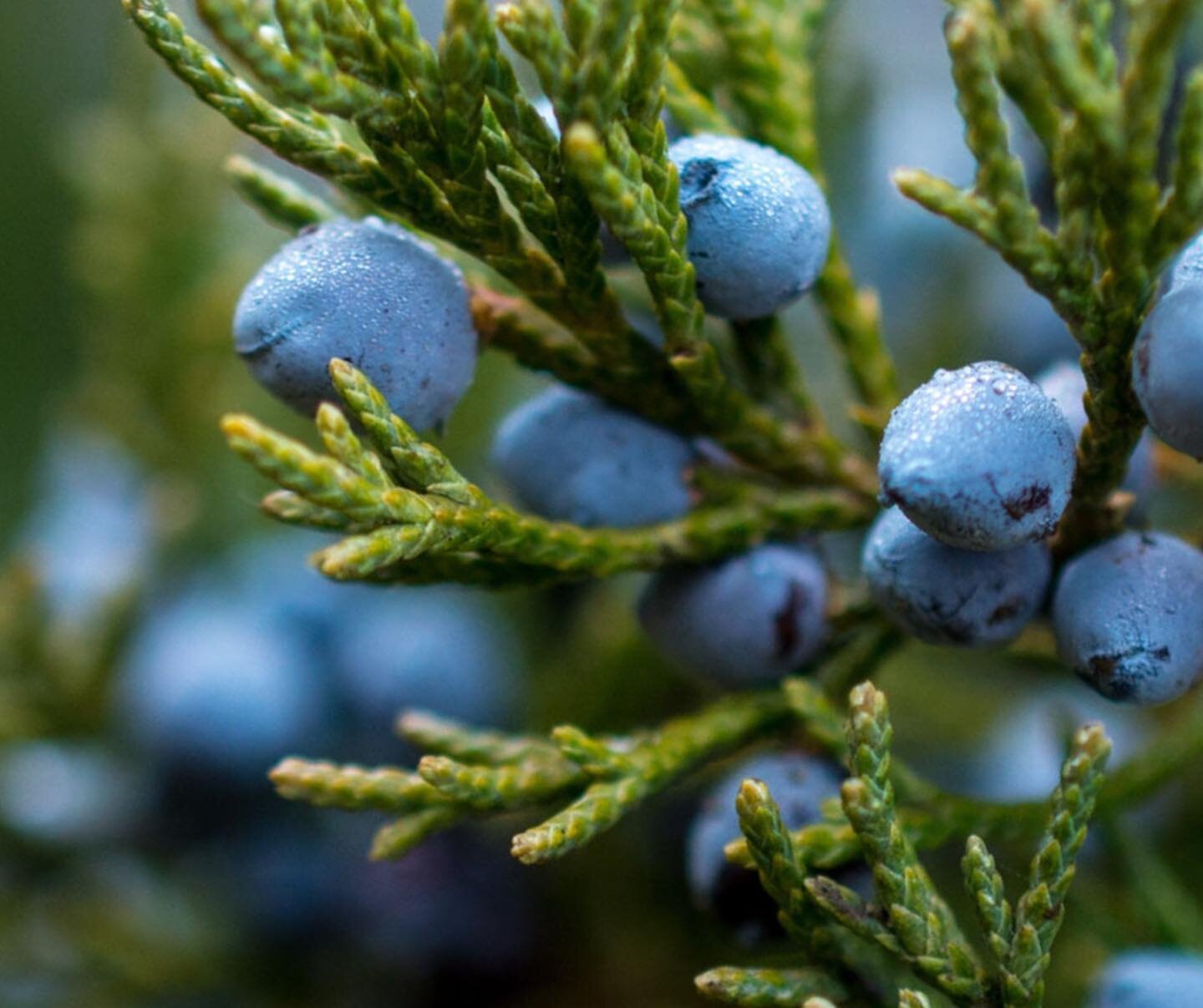 Juniper berries have long been used in herbal apothecaries as medicine while also being the key ingredient in the alcoholic spirit - gin. As a remedy JUNIPERUS COMMUNIS  is prodigious in addressing conditions of the physical body and psyche alike. Th
