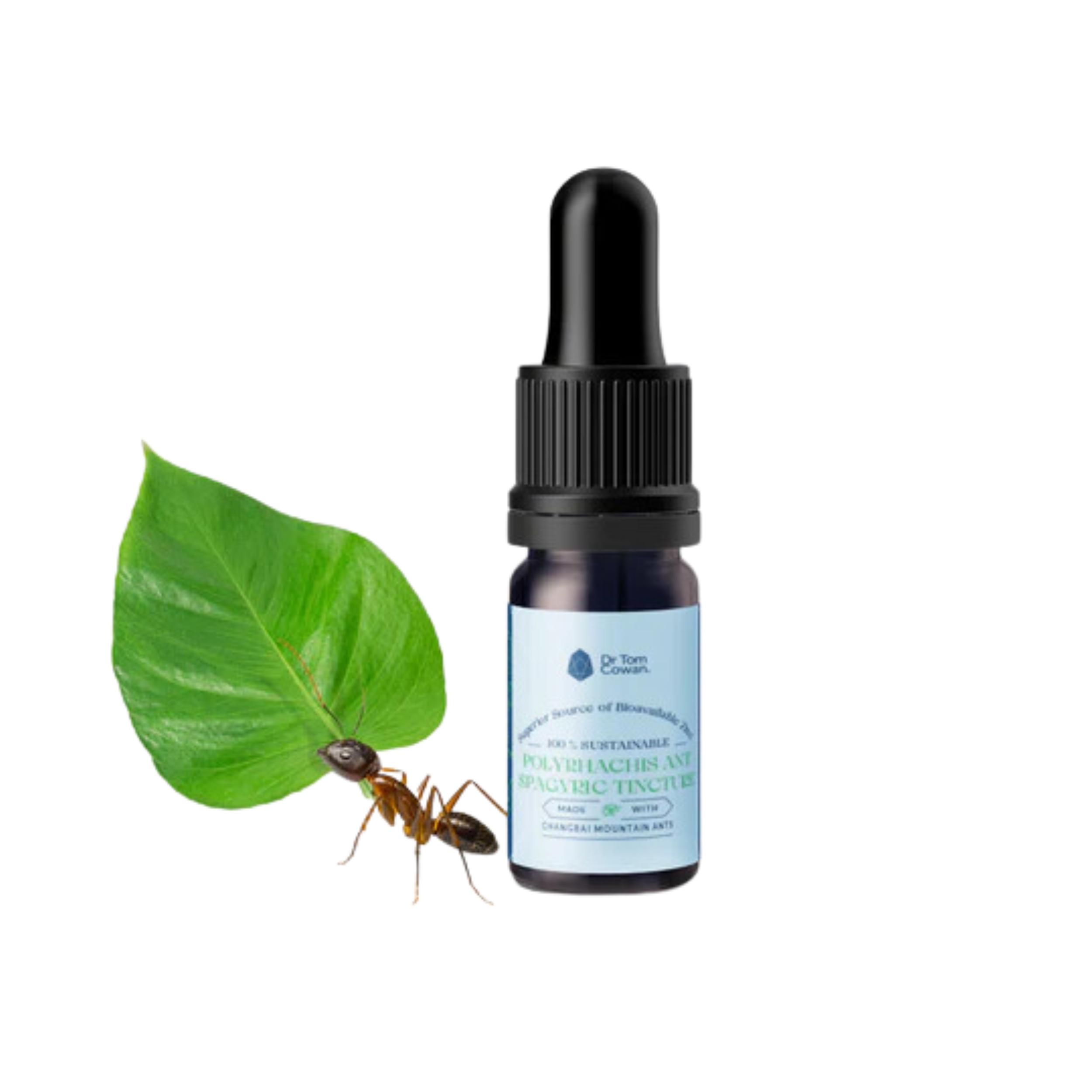Polyrhachis Ant Spagyric Tincture by Dr Tom Cowan