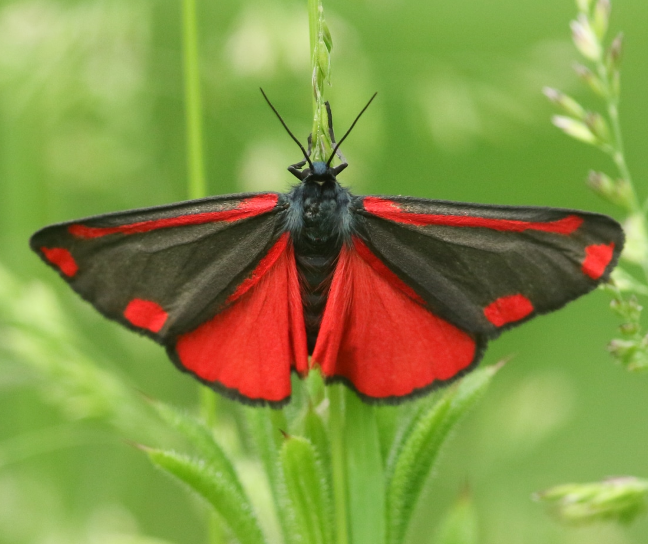 SENECIO JACOBAEA &amp; TYRIA JACOBAEA [Common Ragwort Plant and the Cinnabar Moth]