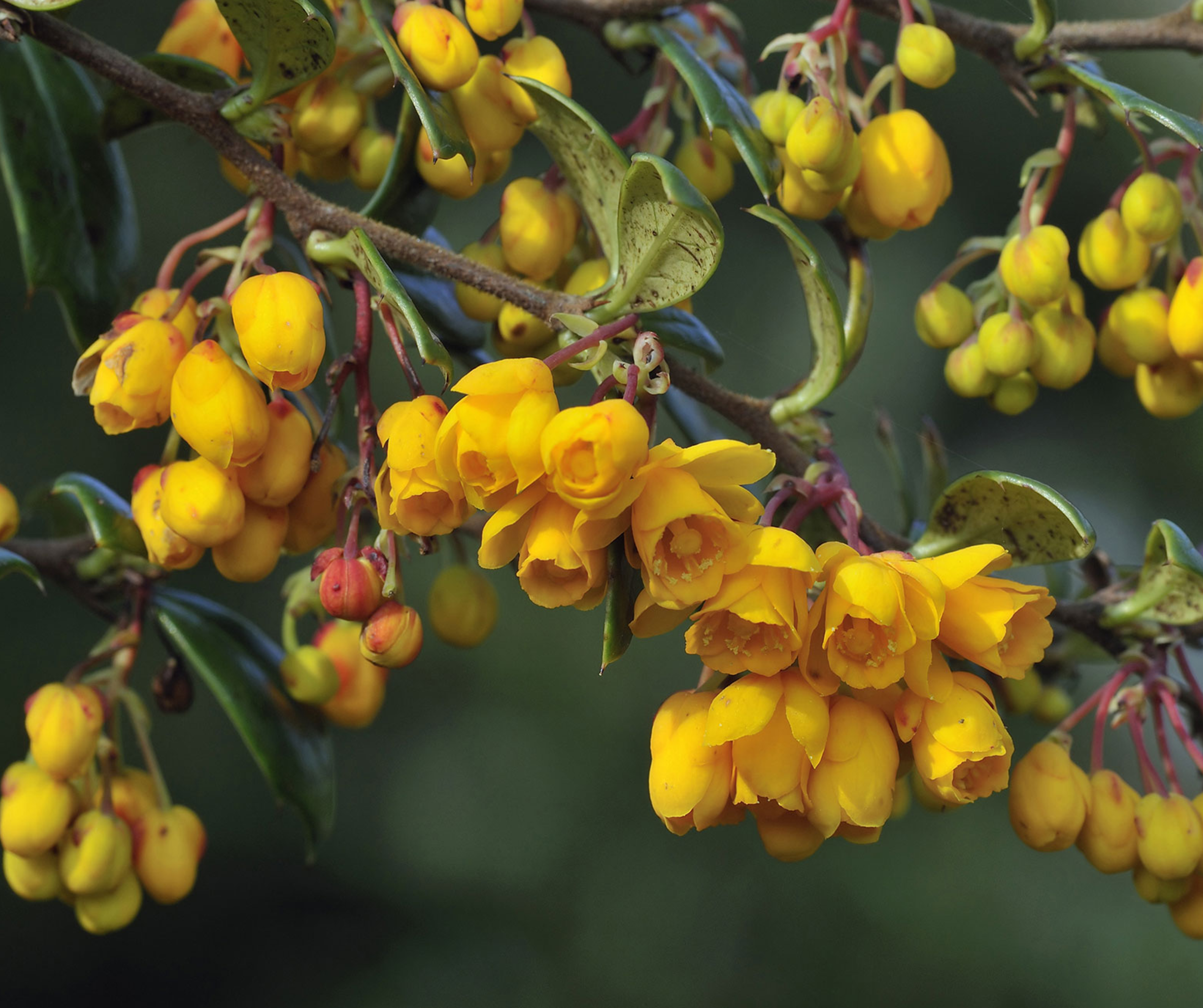 BERBERIS VULGARIS [Barberry]