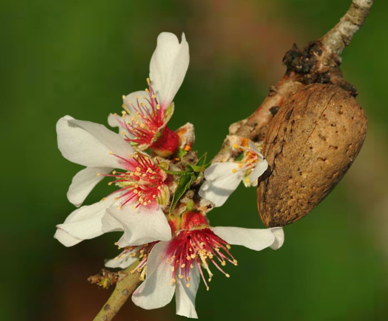 The botanical name of the Sweet Almond - PRUNUS AMYGDALUS DULCIS illuminates its inherent doctrine of signature when considering its use as a homeopathic remedy. The amygdala, the almond-shaped nuclear complexes in the brain are considered to be a pa