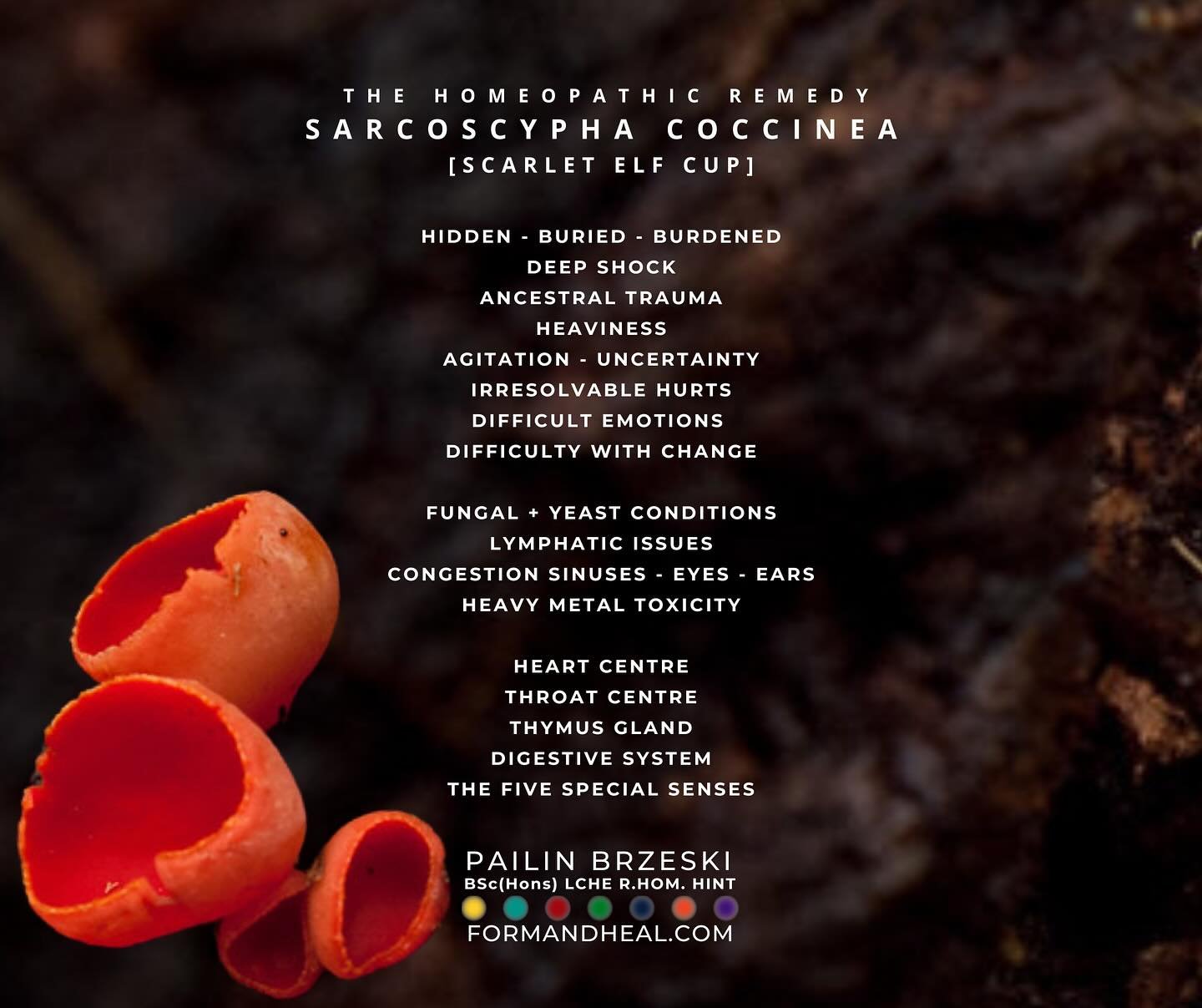 This striking fungus can be found hidden under fallen leaves in damp woodlands and across forest floors, throughout the Northern Hemisphere and Australia.&nbsp;SARCOSCYPHA COCCINEA commonly&nbsp;known as Scarlet Elf Cup, feeds on&nbsp;decomposing mat