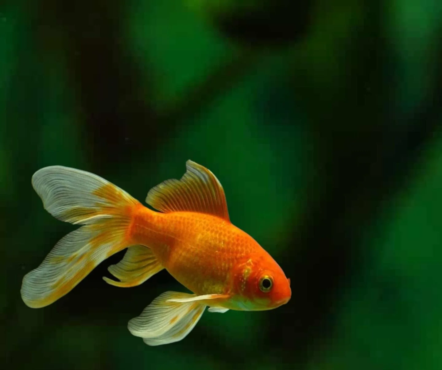 Our relationship with CARASSIUS AURATUS harks back some two-thousand years to China, where the domestication and ornamental role of what we commonly call the GOLDFISH, began. Considered as one of the &ldquo;Eight Auspicious Symbols&rdquo; in Buddhism