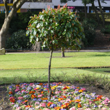 Fantastic Friday - Nature: The Ultimate Organic Remedy