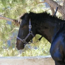 Favourites on Friday - Horses in Spain